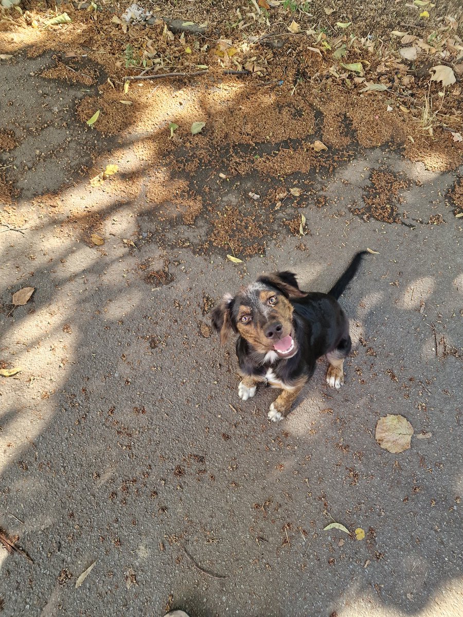 Jedna divna kuca trazi dom. Mnogo je umiljata, dobra i pametna. 
Mi imamo psa i nemamo uslove za jos jednog. Nalazi se u Blokovima
Molim vas da zajedno nadjemo dom.
<a href="/blokovi/">Blokovi.com</a> plz rt