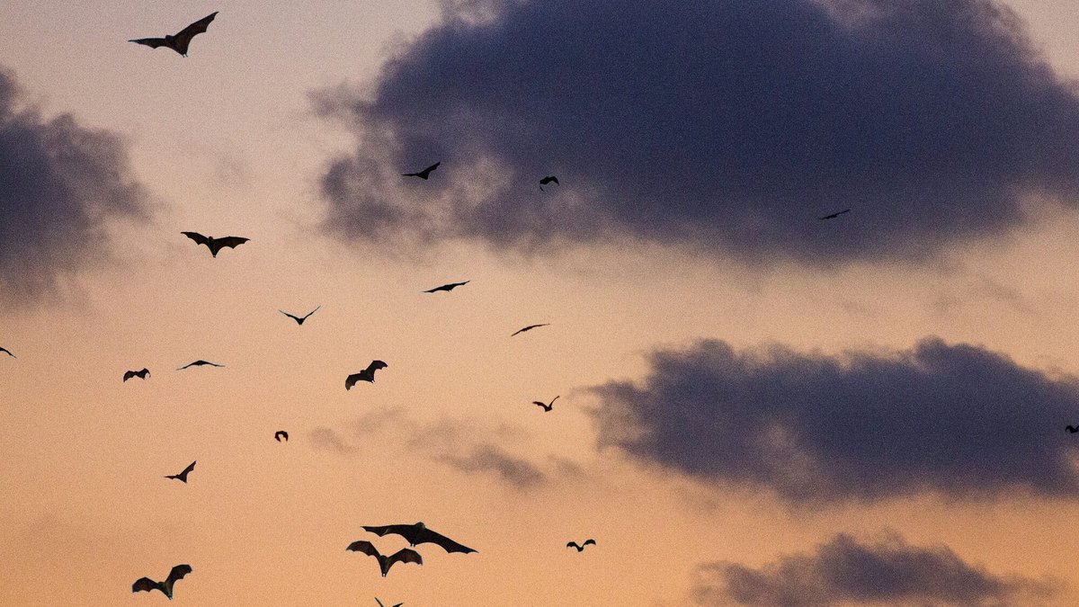 Seattle magazine (@seattlemag) on Twitter photo Bat Signal Seattle seattlemag.com/seattle-cultur… Bat Signal Seattle seattlemag.com/seattle-cultur…