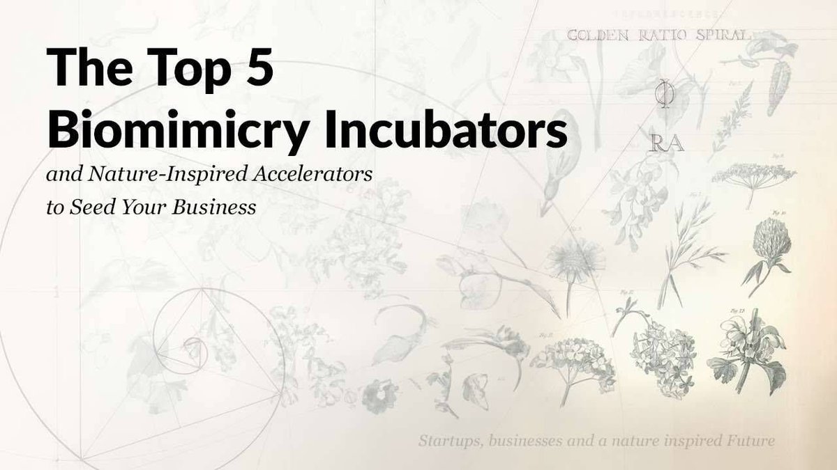 LearnBiomimicry tweet media