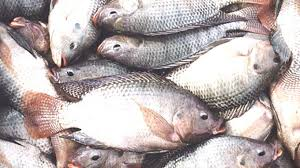 Zimbabwe’s National Blue Economy Strategy promotes sustainable growth of the fisheries and aquaculture sector, targeting a USD1 billion industry by 2030 through governance, innovation, and community-based aquatic farming.