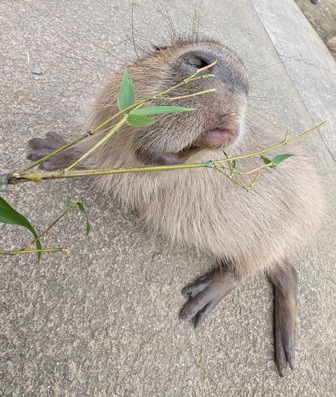capipiro's tweet image. マドカちゃんに、午後の竹の葉献上！(その2)

(2025.05.25長崎バイオパーク)