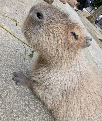 capipiro's tweet image. マドカちゃんに、午後の竹の葉献上！(その2)

(2025.05.25長崎バイオパーク)
