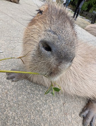 capipiro's tweet image. マドカちゃんに、午後の竹の葉献上！(その2)

(2025.05.25長崎バイオパーク)