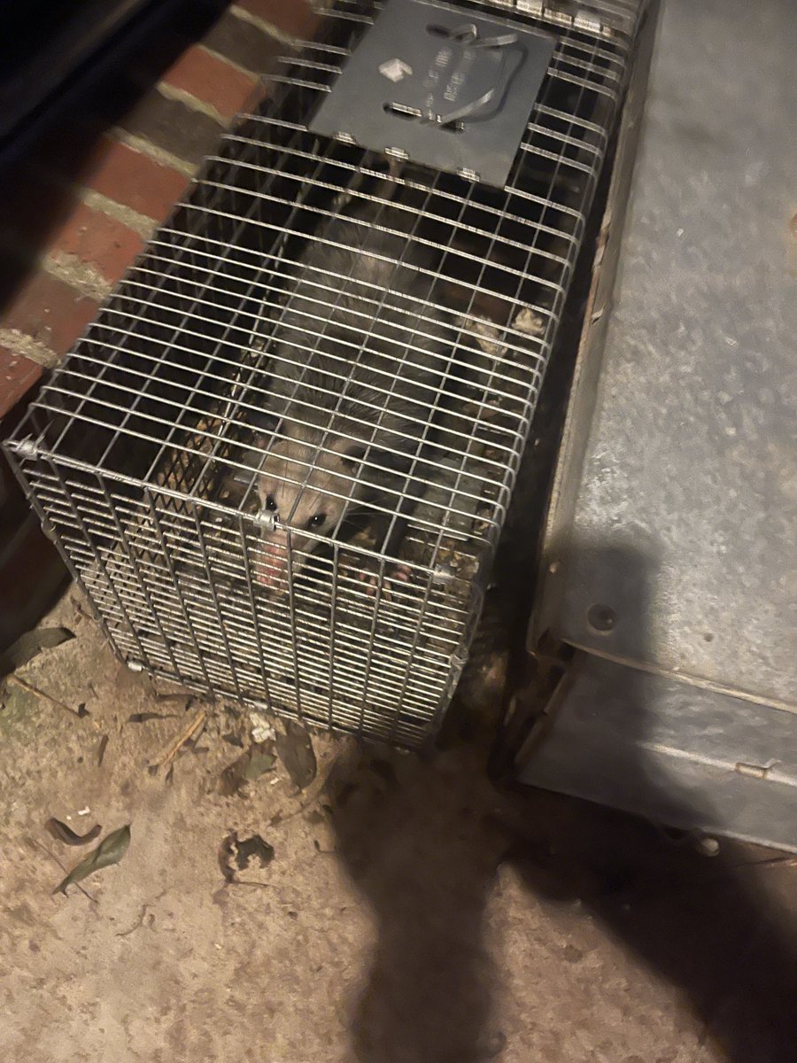 mclseed's tweet image. Possum #8.