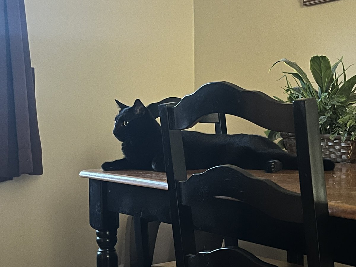 Phantom: The A/C crew is here bright and early this #ThursdayMorning  to start to work on replacing our broken A\C unit, $8600 is a lot of Cat Food,
😹😹😹
so I’m keeping my distance as I watch the door to the garage where there is lots of noise going on. 🙀🙀🙀
#CatsOfTwitter