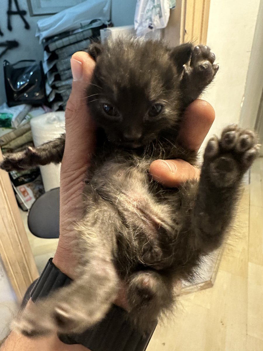 Şu götten bacağı getirip bıraktılar dükkana caddede bulmuşlar. Gözleri yeni açılmış süt anne bulsak iyi olur. Ankarada bu tipsize süt anne arıyorum