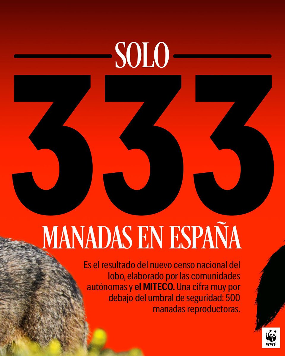 NUEVO INFORME | La ciencia lo confirma: el #lobo ibérico sigue en riesgo 🐺

🔴 El nuevo censo nacional (CCAA y Miteco) revela solo 333 manadas en España

Muy por debajo del umbral mínimo de seguridad: 500 manadas reproductoras 📉

Lo explicamos👇🧵
