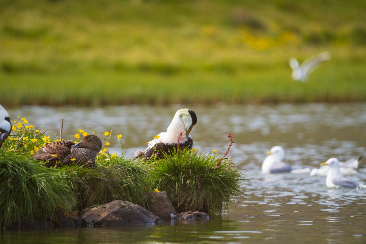 IcelandBus's tweet image. Tucked along the Snæfellsnes Peninsula, Arnarstapi feels like a page from a storybook. Jagged sea cliffs stretch into the Atlantic, carved by time and waves, while seabirds dance overhead in the salty breeze

📷 by IG: y.stories

#Iceland #Arnarstapi #Snæfellsnes