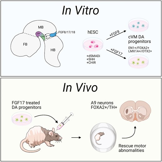 Patterning effects of FGF17 and cAMP on generation of dopaminergic progenitors for cell replacement therapy in Parkinson’s disease
doi.org/10.1093/stmcls…