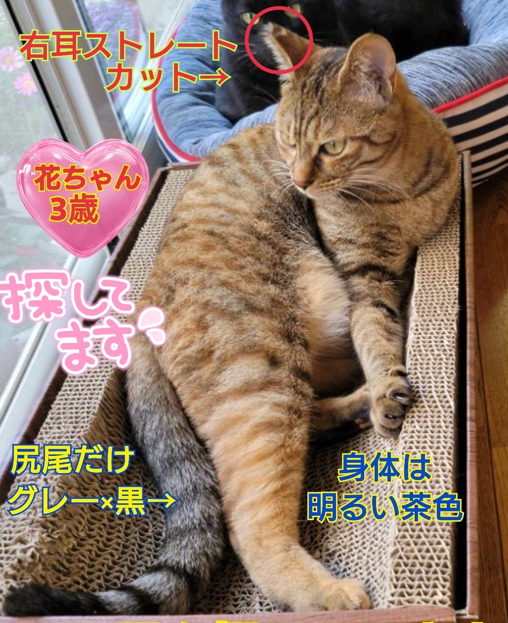 トラミねこ えみ on X: 