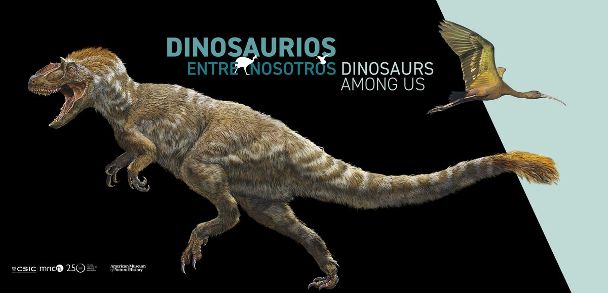 mncn_csic's tweet image. 🦖Desde el 11 de julio visitad 'Dinosaurios entre nosotros'. Aprended sobre la evolución de las🐦 #aves haciendo un recorrido por la historia de sus ancestros #dinosaurios. Es una propuesta del @AMNH con la colaboración de instituciones de diversos países. mncn.csic.es/es/Comunicaci%…