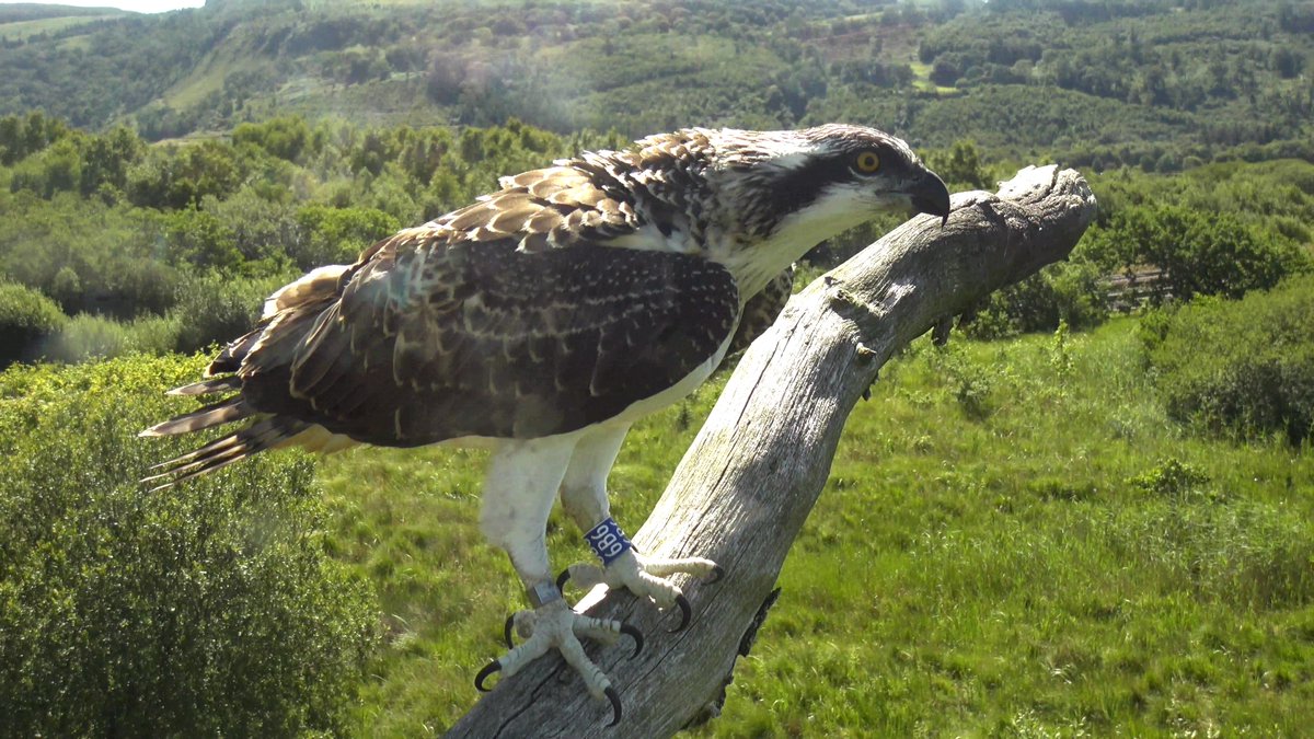 DyfiOspreys's tweet image. BRIANNE FLIES!!
She fledged at 11:48 and landed successfully on Monty's perch. She's 53.8 days old.