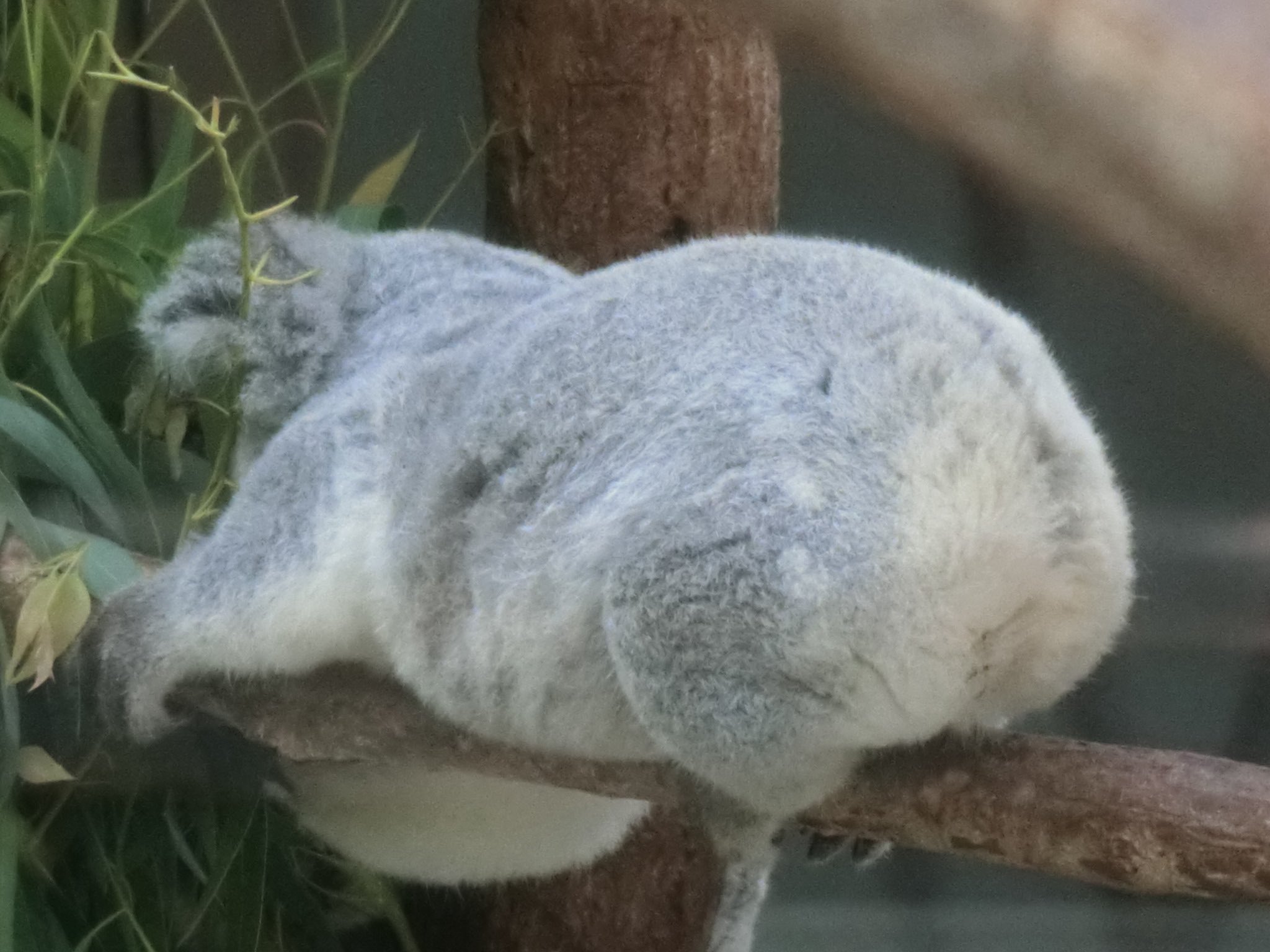 コアラ 🐨やしじゅん🐨コアラー(2025もコアラ年) | 3頭身やな