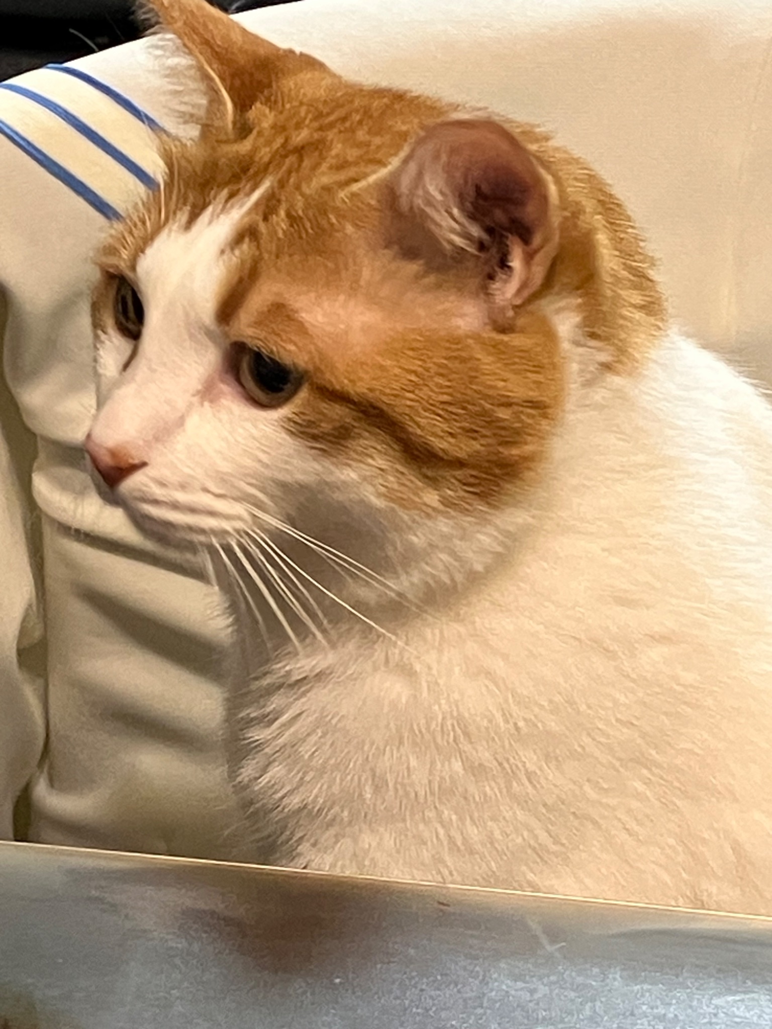 猫みっく 相互フォロー on X: 