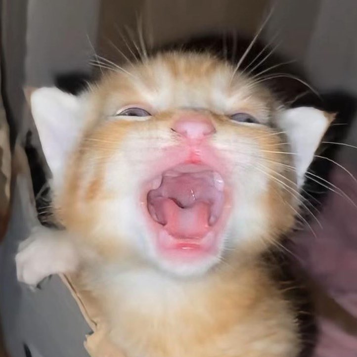 𝙎𝙚𝙧𝙚𝙣𝙙𝙞𝙥𝙞𝙩𝙮 tweet media