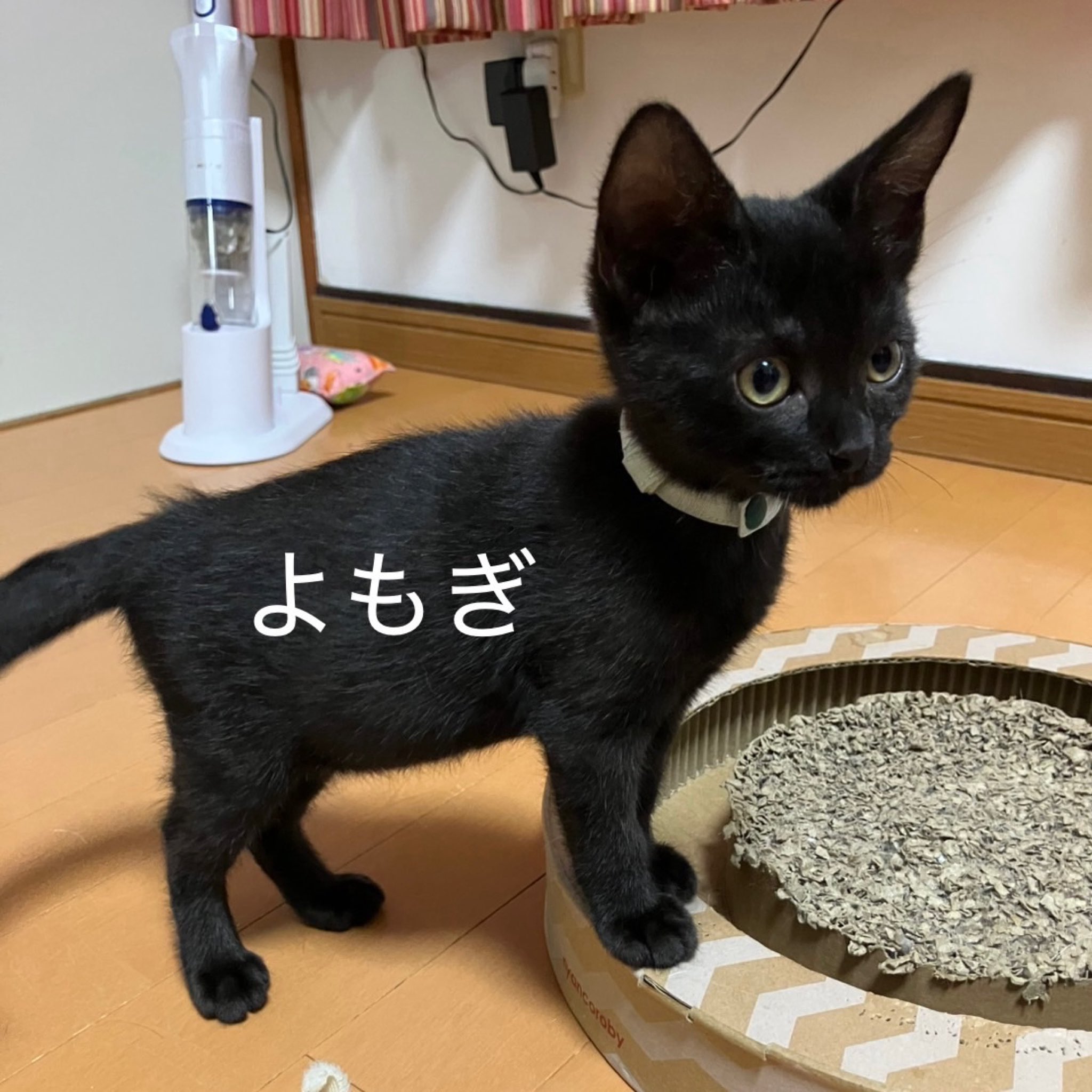♡ぺろりねこ様♡ ながの鈴ねこの会 on X: 