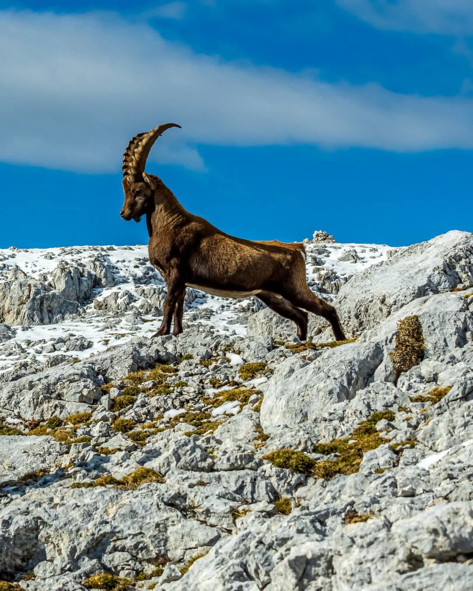 Did you know that there are about 200 Alpine ibexes living in Slovenia 🇸🇮? The Alpine ibex (kozorog in Slovenian) is a European species of goat that lives in the Alps. 

It is also a symbol of Slovenian beer brand #Laško 🍻

📸 <a href="/lakebohinj/">Bohinj</a>
