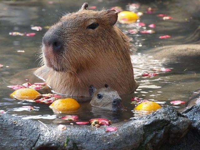 pomelohexagonal's tweet image. 10 DE JULIO FELIZ DÍA DE APRECIACIÓN DEL CARPINCHO