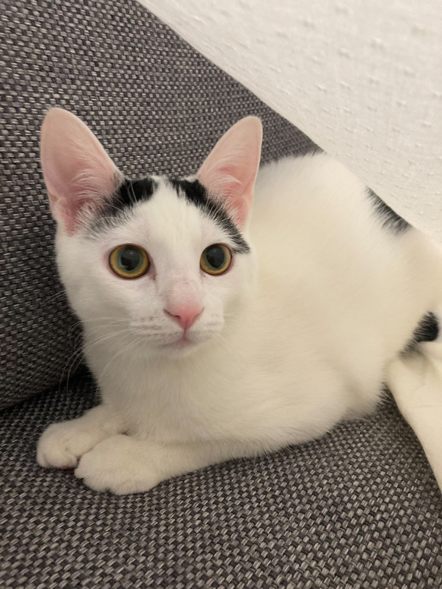 ねこ 楽天市場】【送料無料】 necono 猫 首輪 『 Karen - silver bell