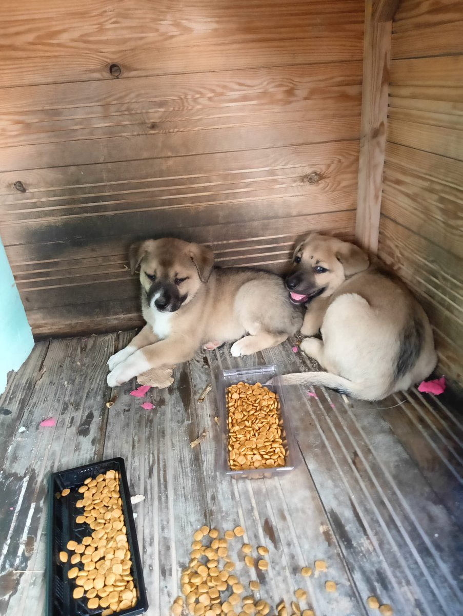 İstanbul’da bir site var. O siteye yavru bir siyah köpek sığınmıştı. Sitedeki herkes onu çok sevdi. Yer yapıldı, aşıları yaptırıldı. Maskot oldu. Sonra bir gün sokağa kaçtı. Bir araba çarptı ve öldü. Site sakinleri kahroldu. Biraz zaman geçti, sonra ne yaptılar? Sokaktan bu