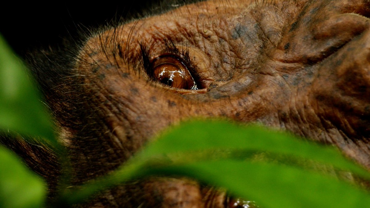 AhaJonathan's tweet image. A little throwback to when Mweya — the alpha — allowed us a brief audience in his forest kingdom. As we count down to #WorldChimpanzeeDay, I am reminded of just how humbling it is to witness and tell the kind of stories we do.
📷 Footage grab
📍 Kyambura Gorge
🌍 UGANDA