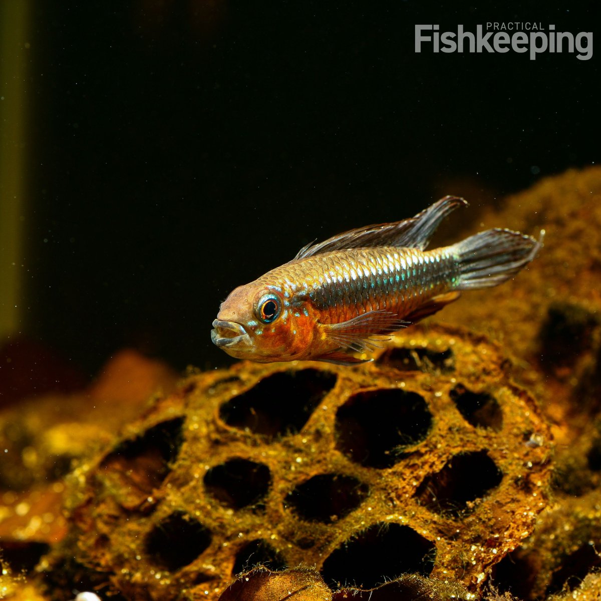 We'd all love to make some money from our hobby, but breeding fish is often not the way to go. However, if your heart is set on it, here are 6 good options to try breeding at home: practical.fish/Valuefishtobre…