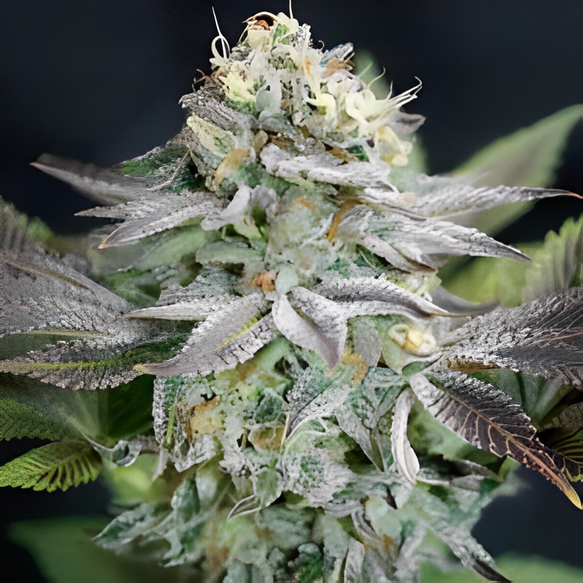 SensibleSeeds's tweet image. 🎉 GIVEAWAY ALERT 🎉
Sensibleseeds is celebrating its return to X with a FREE giveaway of 50 Blue Dream Feminized seeds
To enter:
✅ Like this post
✅ Repost to your timeline
✅ Tag 3 friends in the comments
The winner will be announced in 2 weeks⏳