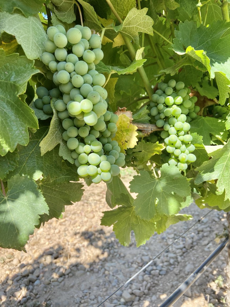Verdejo en proceso 💚
Así lucen nuestros racimos en pleno julio: verdes, apretados y bañados por el sol de Rueda. 🌿☀️
Ahora es cuando la vid trabaja sin descanso, acumulando aromas y sabores que pronto se convertirán en vino.

📍Finca La Colina, donde empieza todo.
