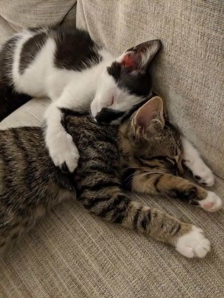 Kitty archives ♡ (@puppierz) on Twitter photo 