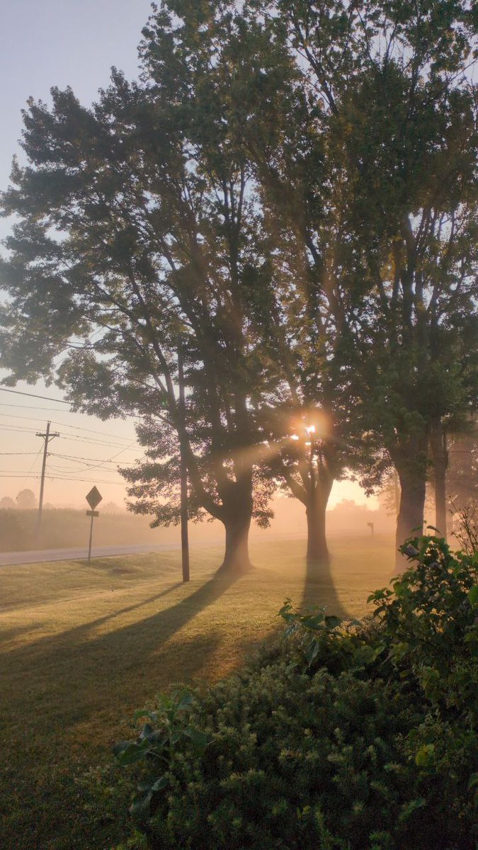 GM to all, especially my <a href="/CardanoTrees/">CardanoTrees</a> fam!

#RARD #Cardano $ADA