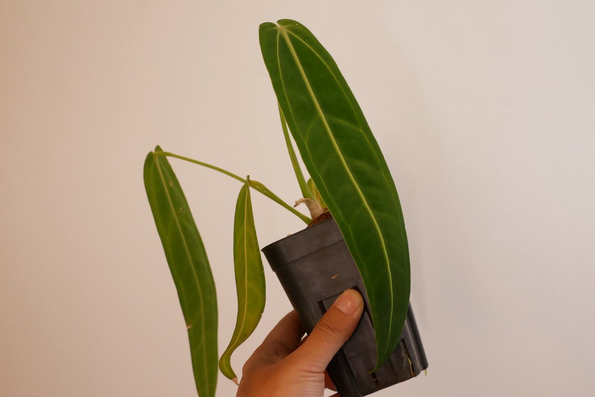 りとまん|塊根植物のひと tweet media