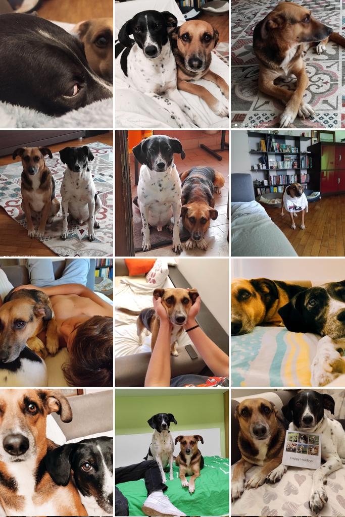 Random pictures 
Hi friends 👋🐶🐶 
Happy Thursday 💙