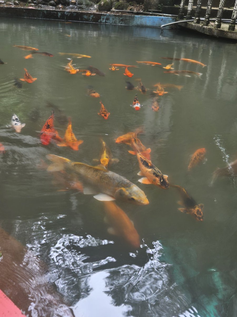 We have arrived safely at our next destination, the River View Wathsala Inn! This is the view from the accommodation - Adam's Peak - which is the trek we are doing first thing tomorrow. There isn't much WiFi or service here - so posting may be sporadic!