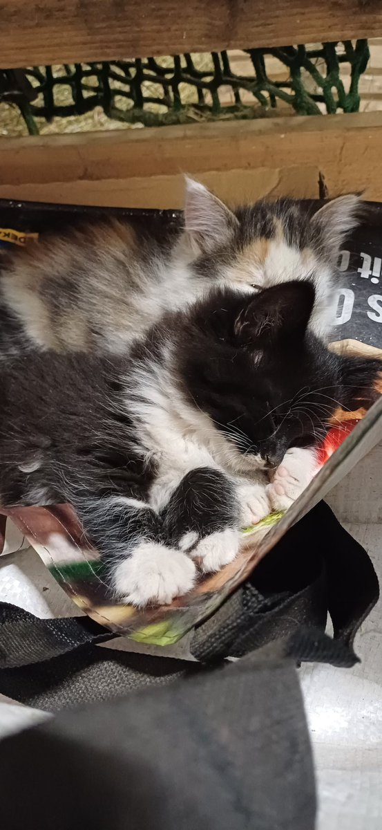 BellasFe tweet media