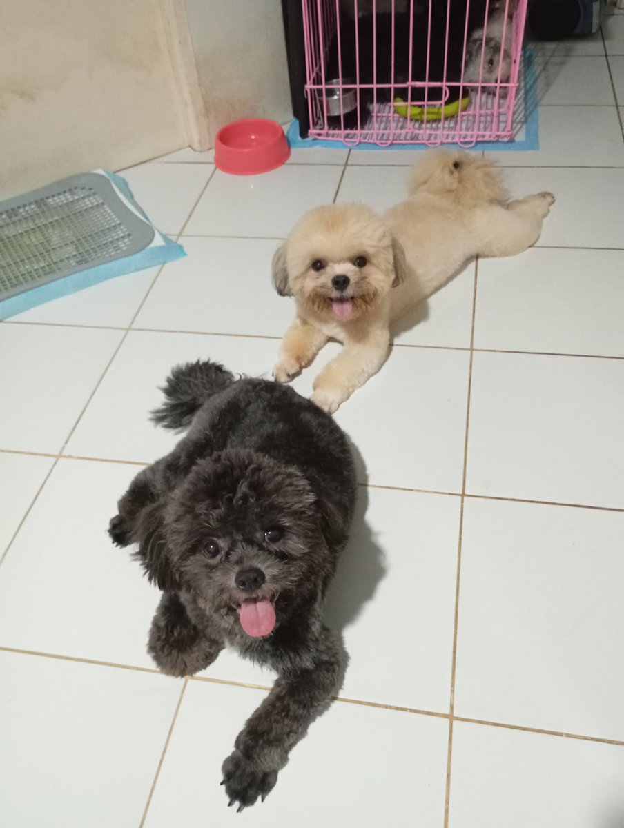 longlivegian's tweet image. Kunwari nagagalit ako pero pini-picturan ko na sila... Para lang tumingin sakin hehehe. 

#FurdaddyMoves