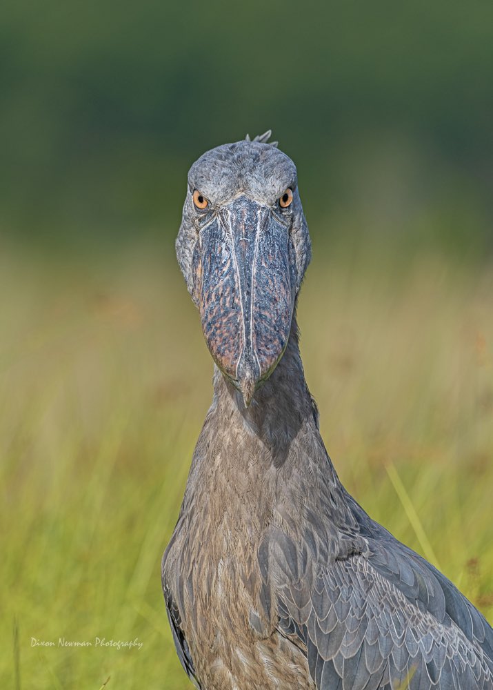 30 retweets for <a href="/NewmanDixon1/">Dixon Newman Photography</a>