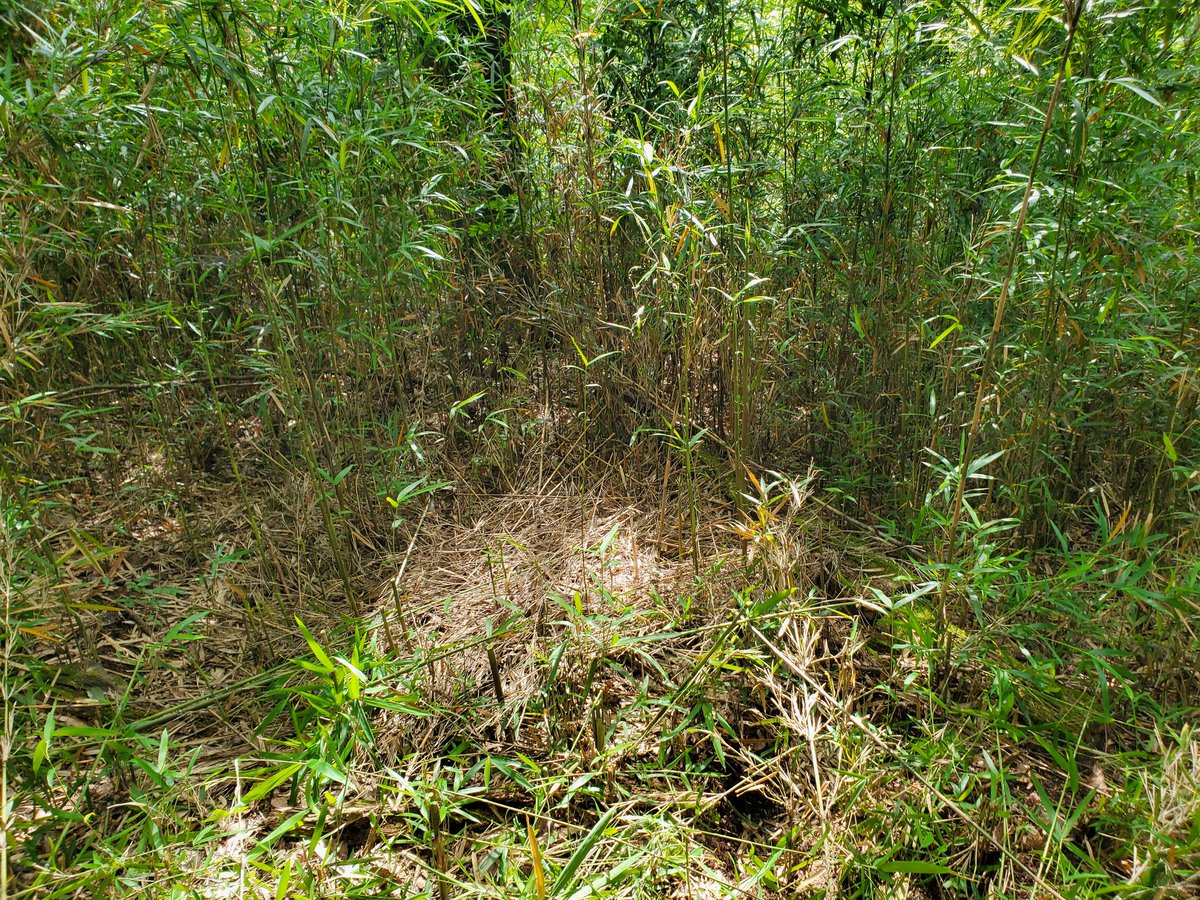 「おそと塾」
自然のなかで遊ぶ。
何かの音を聞く。何かをよく見る。
木を見る、虫をみる。耳を澄ませる。
空を見る。空気の匂いを感じる。
風の冷たさを感じる。足の裏の感触を感じる。スマホなんか見なくても、無限大の情報がある。家に帰ってから まとめてチャット GPT に相談してみる。楽しい