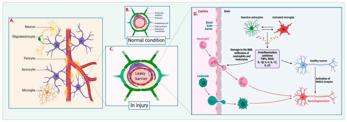 🔔#JFB_MDPI Welcomes you to read our publication "Advanced Bioactive Polymers and Materials for Nerve Repair: Strategies and Mechanistic Insights" by Dr. Minseok Song et al.

✅Link: brnw.ch/21wU2ul

#MDPI #HealthInnovation #biomaterials #BiotechResearch #3DBioprinting