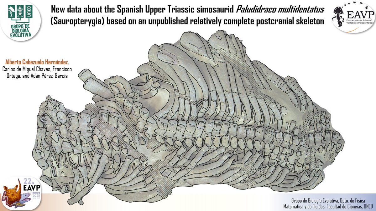 Godzillin's tweet image. Nuevos datos sobre la #anatomía de #Paludidraco multidentatus, comunicación presentada por A. Cabezuelo-Hernández (@PaleoAlber) et al. en el XXII Annual Meeting de la @EAVPalaeo celebrado en Cracovia (#Polonia):
▶️ godzillin.blogspot.com/2025/07/nuevos…
#sauropterygian #anatomy #EAVP2025