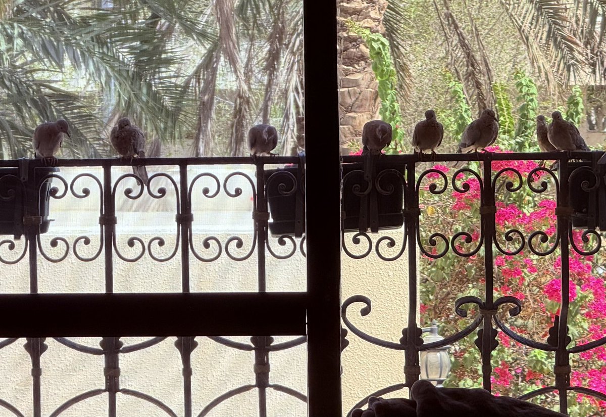 صويحباتي كل صباح.
#خالد_بن_سعودالكبير