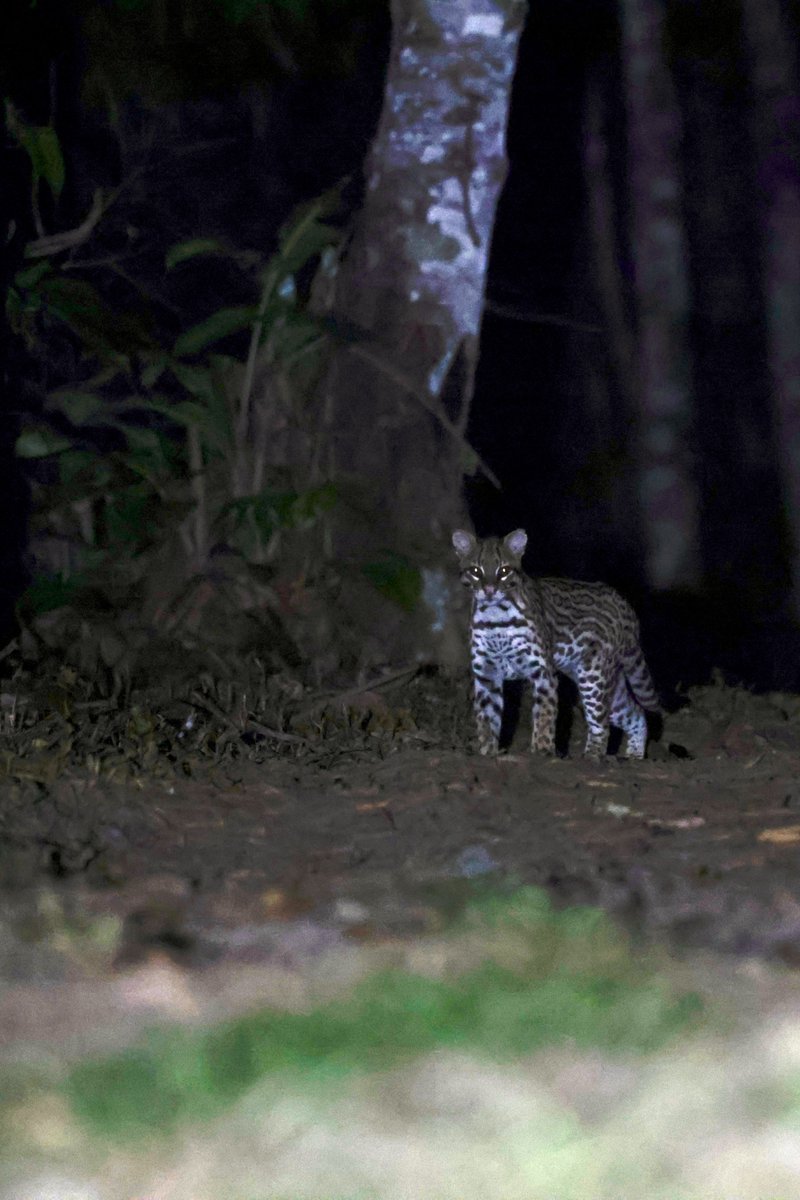 Daniel Branch tweet media