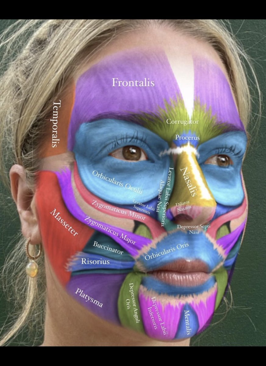 Face muscles