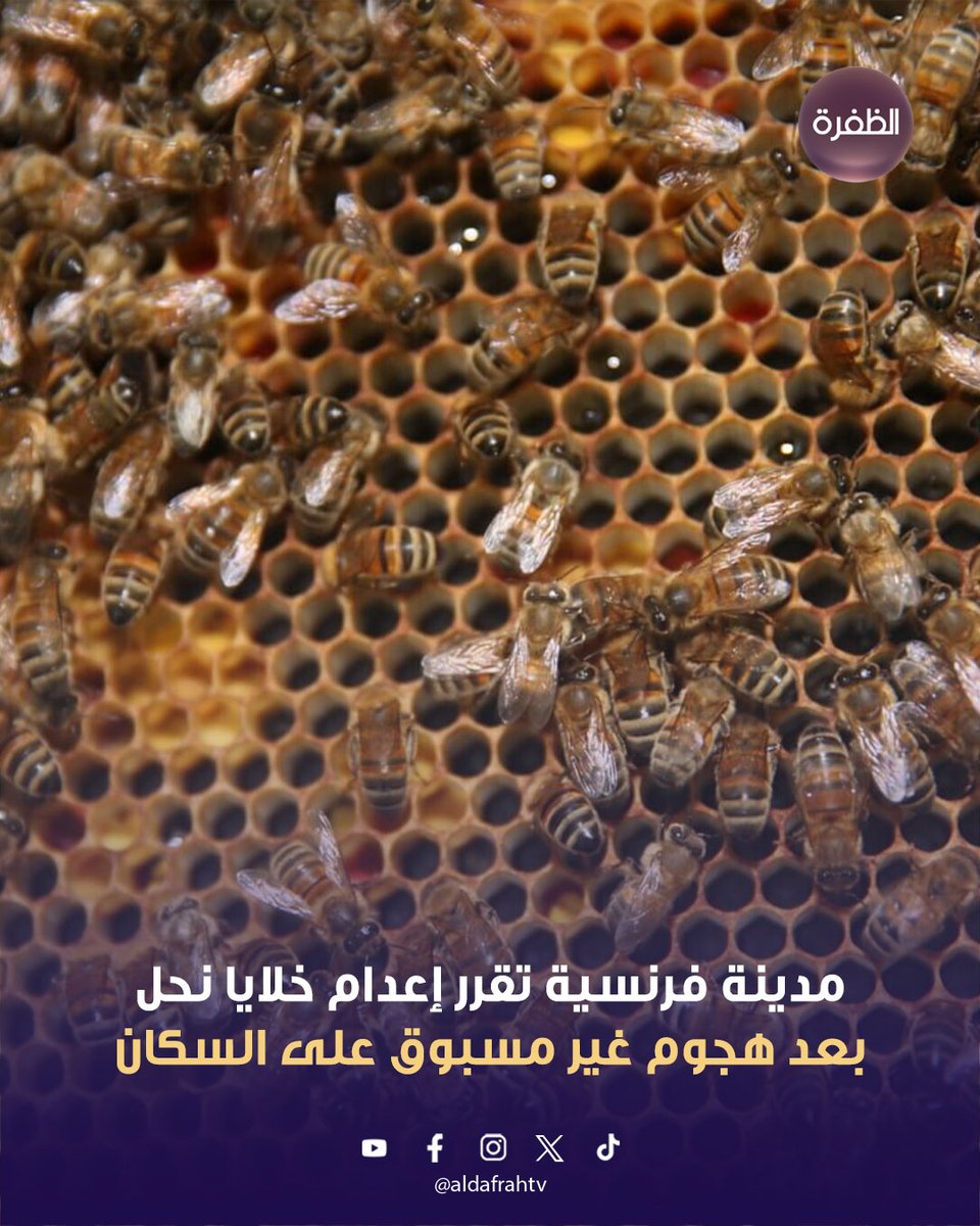 مدينة فرنسية تقرر إعدام خلايا نحل بعد هجوم غير مسبوق على السكان

أعلنت المدعية العامة في مدينة أورلياك الفرنسية، اليوم، قرارها بإعدام خلايا النحل المسؤولة عن الهجوم العنيف الذي وقع في وسط المدينة الأحد الماضي، وأسفر عن إصابة 24 شخصًا، بينهم ثلاثة في حالة حرجة، وذلك عقب انتهاء