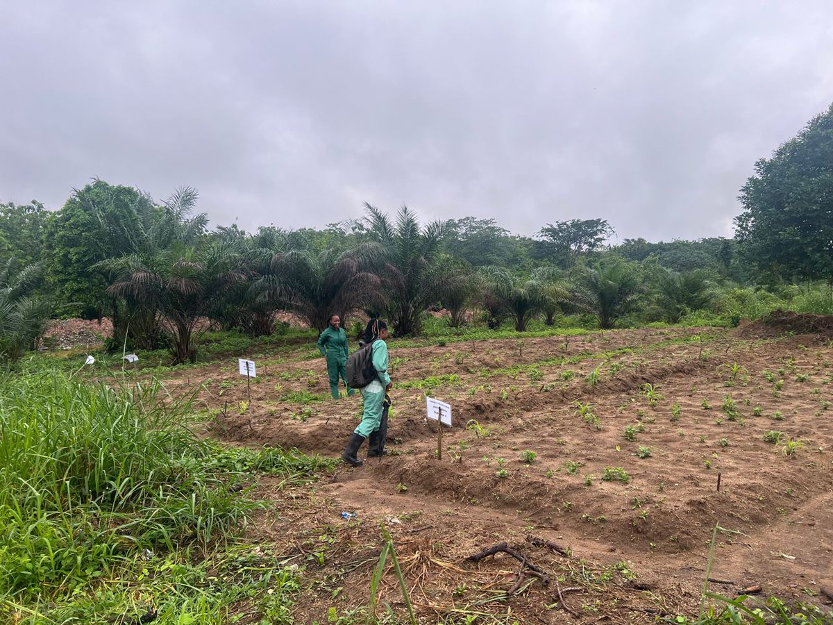 ecosteward1's tweet image. We’re not just teaching agroecology, we’re raising a generation of young agroecologists!
From school clubs to farms, youth across Africa are protecting seeds, restoring soil & championing food justice.
Join the movement: tinyurl.com/AgroecologyMov…
#Youth4Agroecology