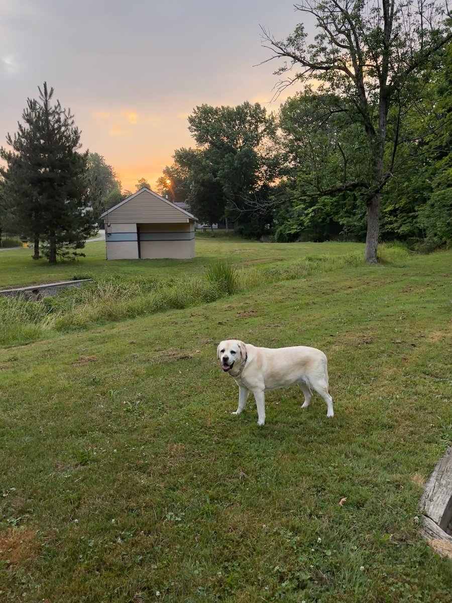 xvermonter61's tweet image. Good morning and happy Thursday! Wishing you a day full of surprises! #DogsofTwitter #ThursdayMorning