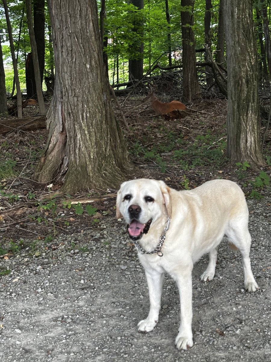 xvermonter61's tweet image. Good morning and happy Thursday! Wishing you a day full of surprises! #DogsofTwitter #ThursdayMorning