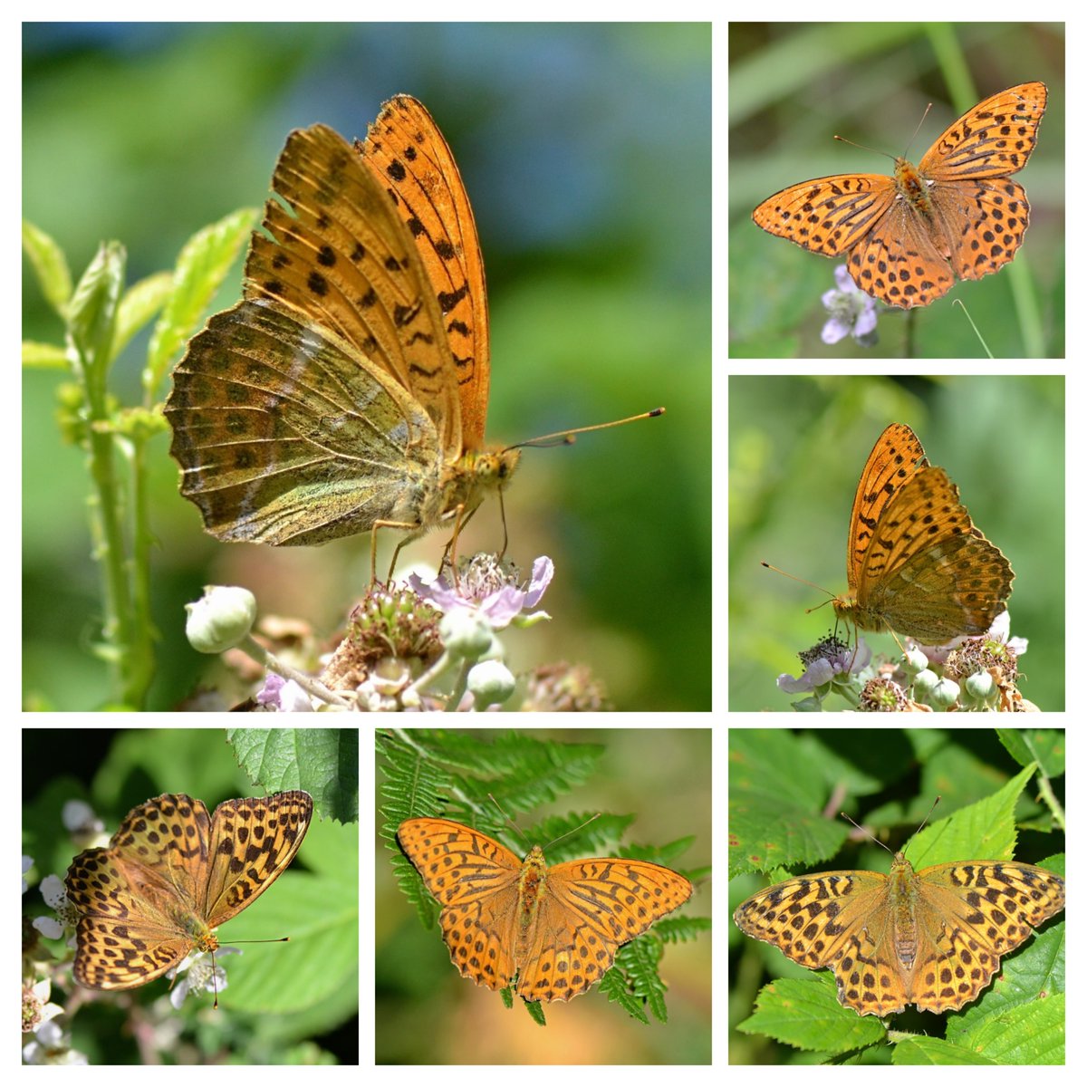 Diana Cotter@linnaeaborealis (@dianacotter5) on Twitter photo There's still lots of gorgeous Silver-washed Fritillaries on the wing in my local woods this week, enjoying the sunshine and bountiful Bramble flowers.🦋🧡🦋🧡🦋🧡 <a href="/savebutterflies/">Butterfly Conservation 🦋</a> There's still lots of gorgeous Silver-washed Fritillaries on the wing in my local woods this week, enjoying the sunshine and bountiful Bramble flowers.🦋🧡🦋🧡🦋🧡 <a href="/savebutterflies/">Butterfly Conservation 🦋</a>
