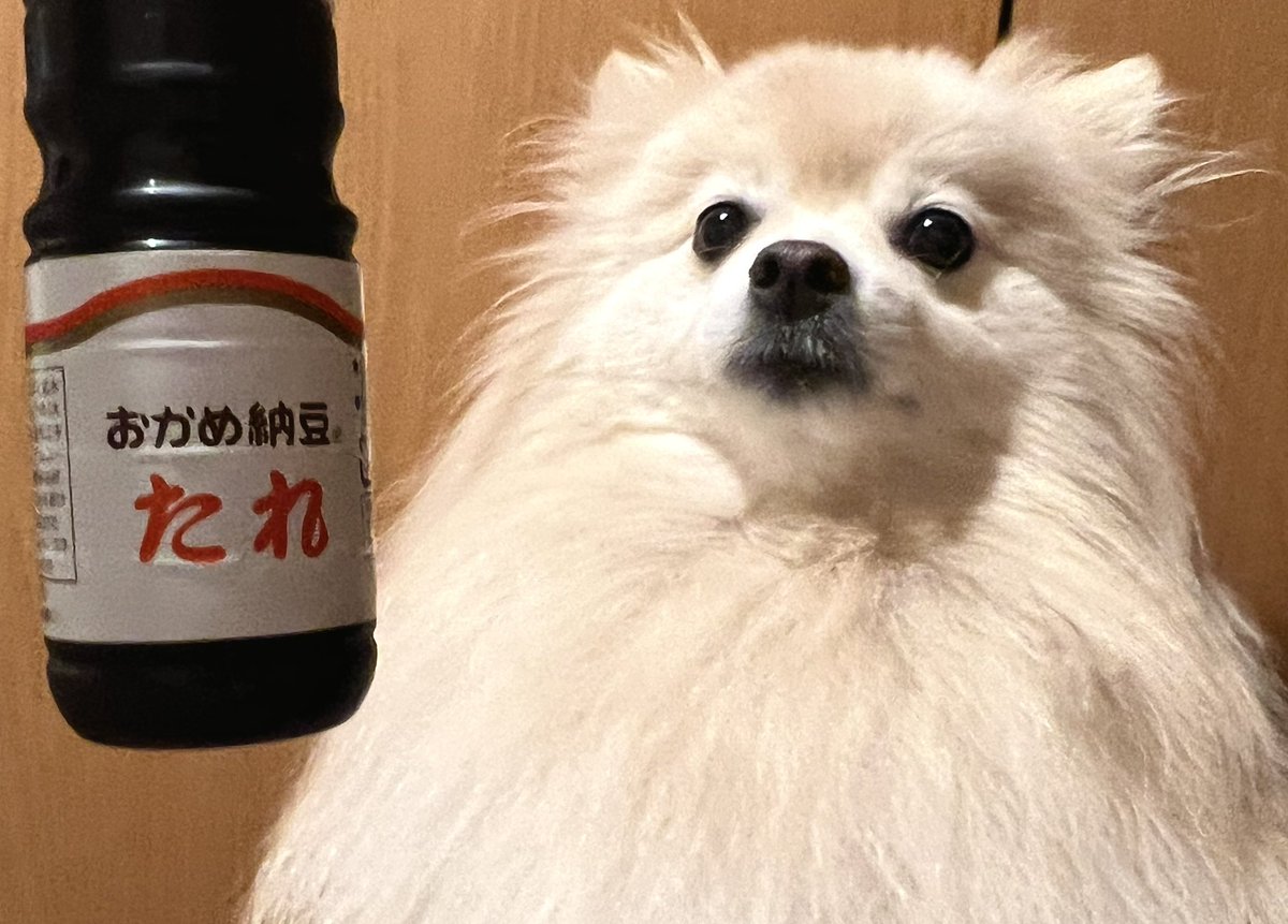 極地的雷雨⛈️埼玉県も大パニック😱皆様、無事きゅん⁉️
1981年、語呂合わせ…7なっ10とう、から
「納豆の日」🍚🫘🥢
因みに、常温で300回かき混ぜ夕食に頂くのが
健康への近道らしい‼️🤩
📸ぽめチュにも、ウマウマ下さいきゅ〜ん💖🐶