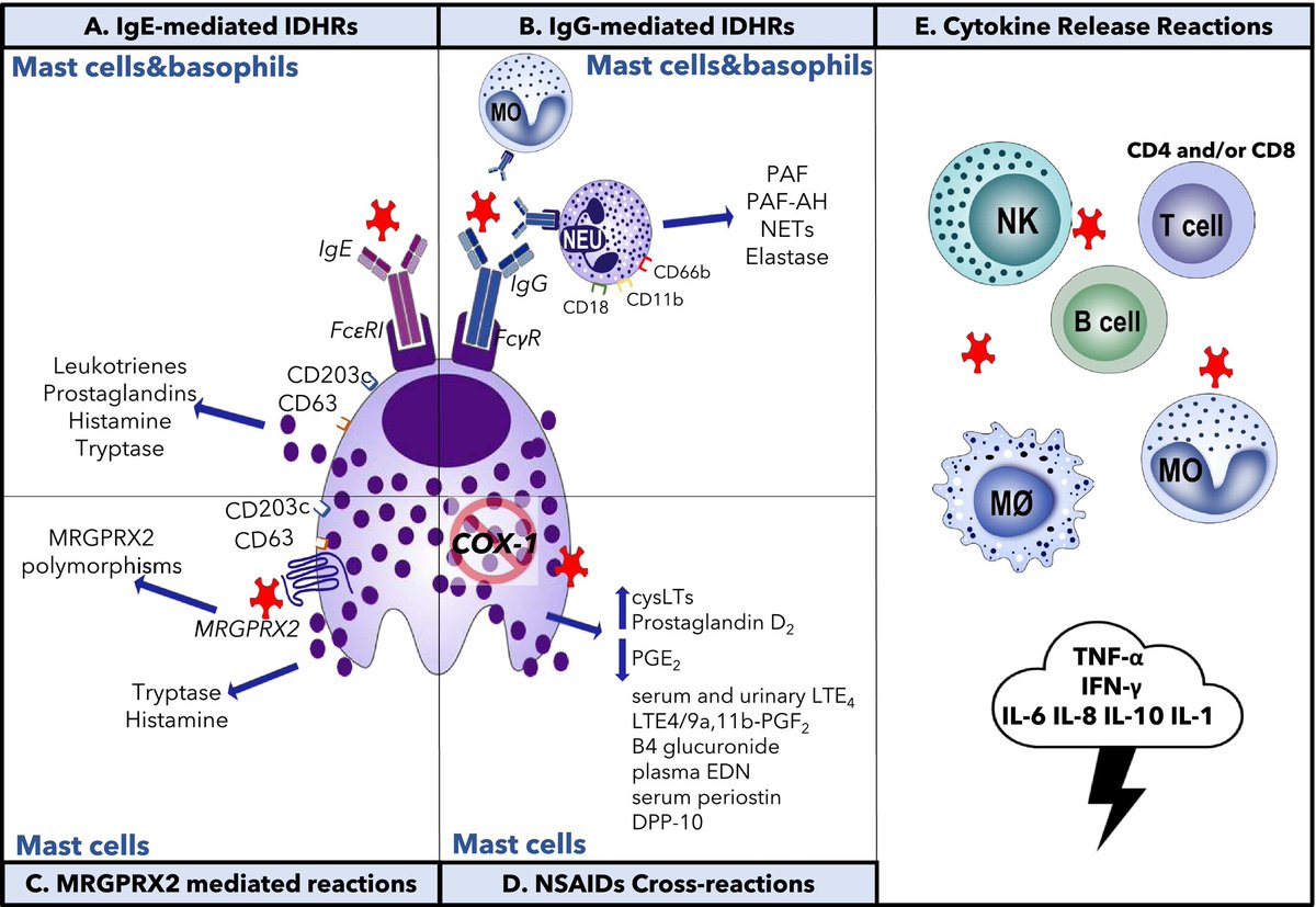 #Endotypes in Immune Mediated #Drug #Reactions: Present and Future of Relevant #Biomarkers. An EAACI Task Force Report. Open Access. ivancevichmd.blogspot.com/2025/07/endoty…