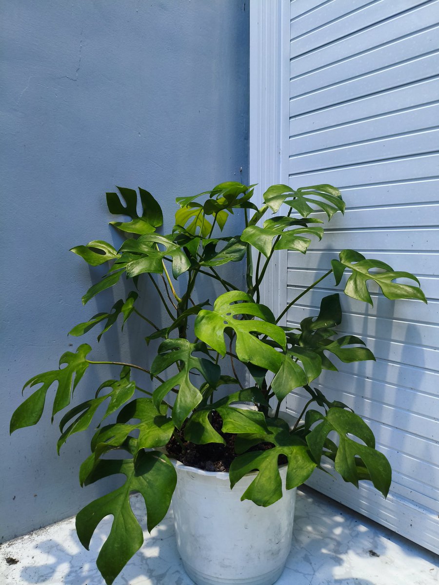 IcePrinceKeith's tweet image. Sharing my mini monstera/ rhapidophora tetrasperma!❤️